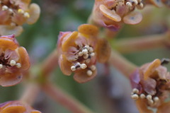Euphorbia pillansii
