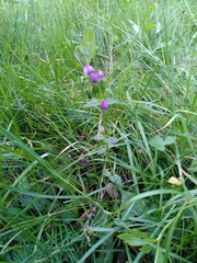 Gentianella campestris