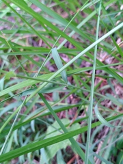 Bupleurum ranunculoides
