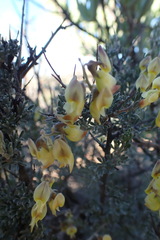 Wiborgia sericea