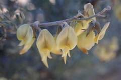 Wiborgia sericea