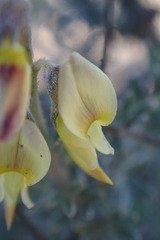Wiborgia sericea
