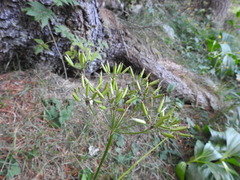 Chaerophyllum villarsii