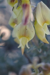 Wiborgia sericea