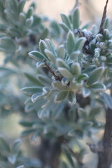 Wiborgia sericea
