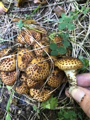 Pholiota jahnii