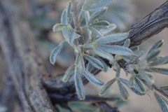 Wiborgia sericea