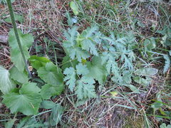 Chaerophyllum villarsii
