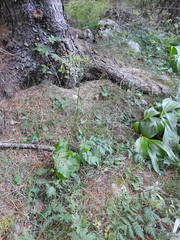 Chaerophyllum villarsii