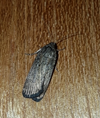 Athetiina