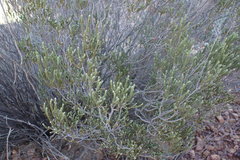 Passerina truncata