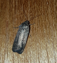 Athetiina