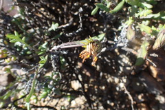 Gazania heterochaeta