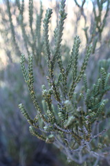 Passerina truncata