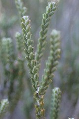 Passerina truncata
