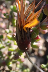 Gazania heterochaeta