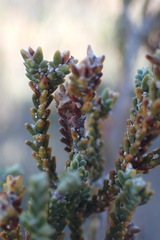 Passerina truncata