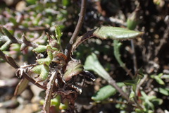 Gazania heterochaeta