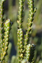 Passerina truncata