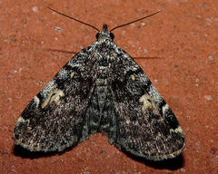 Idia calvaria
