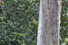 Psilopogon faiostrictus