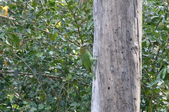 Psilopogon faiostrictus