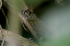 Alophoixus ochraceus