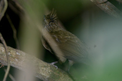 Alophoixus ochraceus