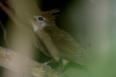 Alophoixus ochraceus