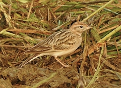 Calandrella dukhunensis