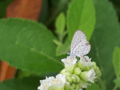 Zizula hylax pygmaea