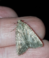 Condicinae