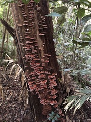 Rhodofomitopsis feei