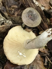 Lactarius circellatus