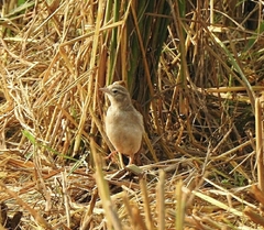 Calandrella dukhunensis