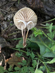 Marasmius wynneae