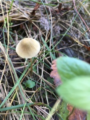 Mycena olivaceomarginata