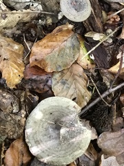 Lactarius circellatus