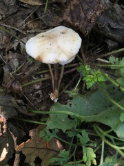 Marasmius wynneae