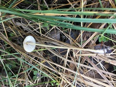 Mycena olivaceomarginata