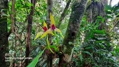 Maxillaria cucullata