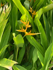 Heliconia × nickeriensis