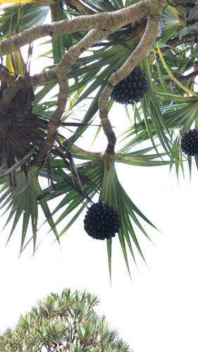 Pandanus tectorius image