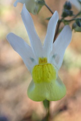 Nemesia anisocarpa