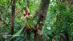 Maxillaria cucullata