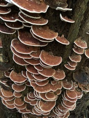 Rhodofomitopsis feei