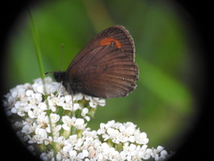 Erebia euryale