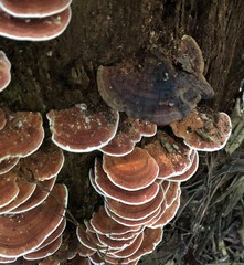 Rhodofomitopsis feei