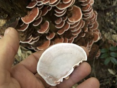 Rhodofomitopsis feei