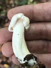 Hebeloma